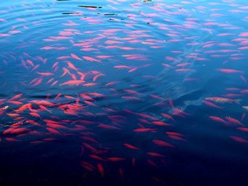 Камчатские рыбоводные заводы начали выпускать в реки мальков лосося