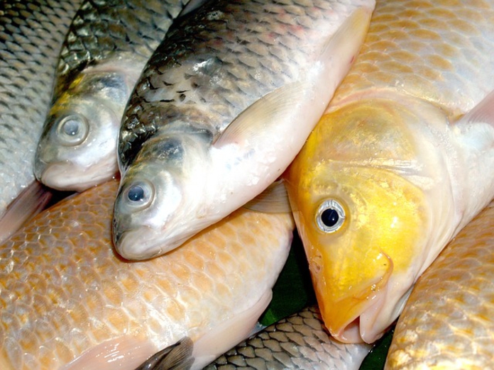 В Тольятти на предприятии обнаружили почти полторы тонны опасной рыбы
