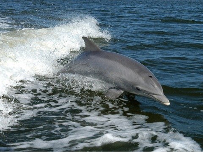 В Адлере местный житель спас дельфина, запутавшегося в рыболовной леске