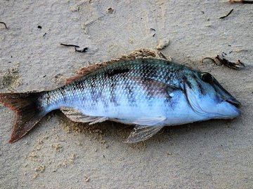 Установлена причина массовой гибели рыбы в Актюбинской области