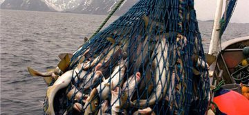 В Севастополе планируют заняться рыбопереработкой