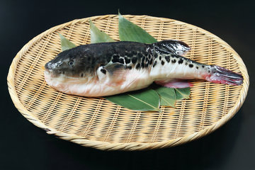 Эксперты призвали опасаться рыбу-фугу и санакчи