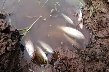 В Башкирии сообщают о гибели рыбы