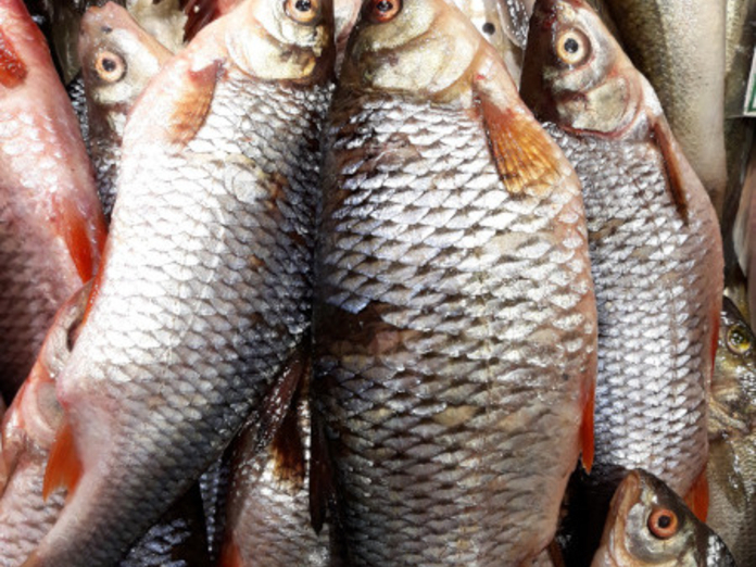 Промышленный вылов рыбы в Украине сократился на 25%