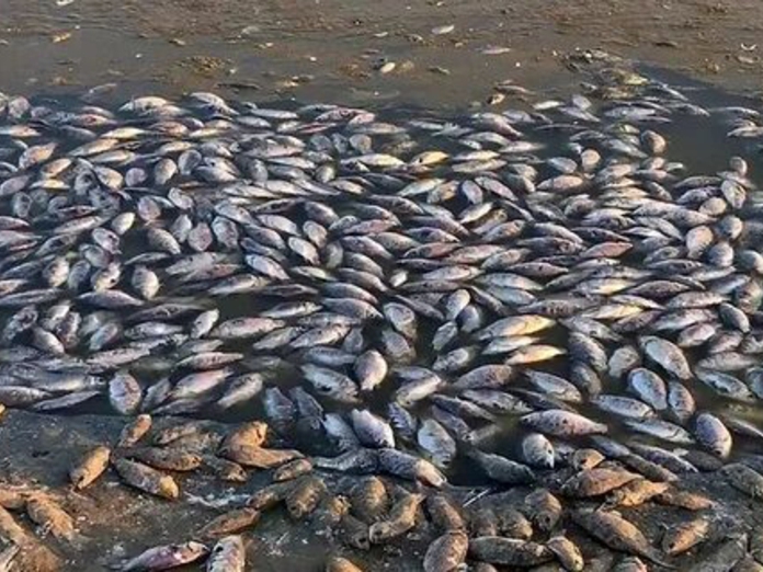 СК Калмыкии проведёт проверку по факту массовой гибели рыбы