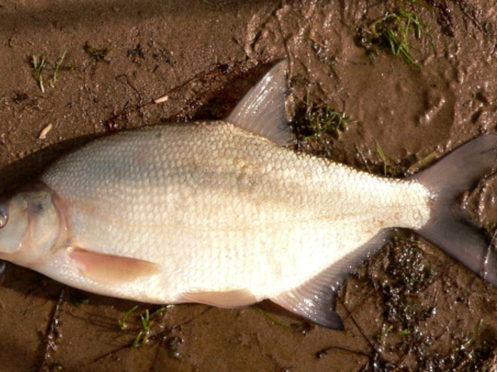 У калининградских браконьеров изъяли более 100 кг рыбы