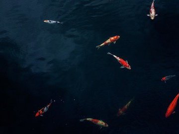 В крымские водохранилища выпустят свыше миллиона мальков