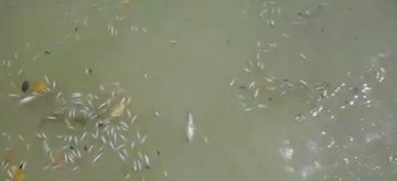 Массовая гибель рыбы в Самарской области