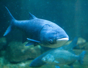 Озеро в самарском парке почистят рыбы-толстолобики