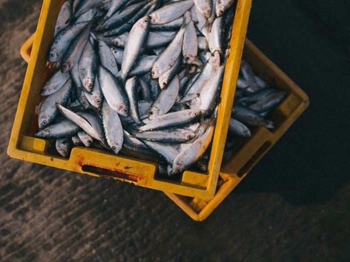 Рыбакам-браконьерам из Кувандыка грозит до пяти лет лишения свободы