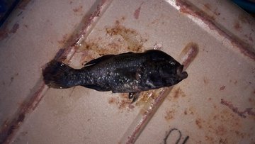 На востоке ловят очень странных созданий