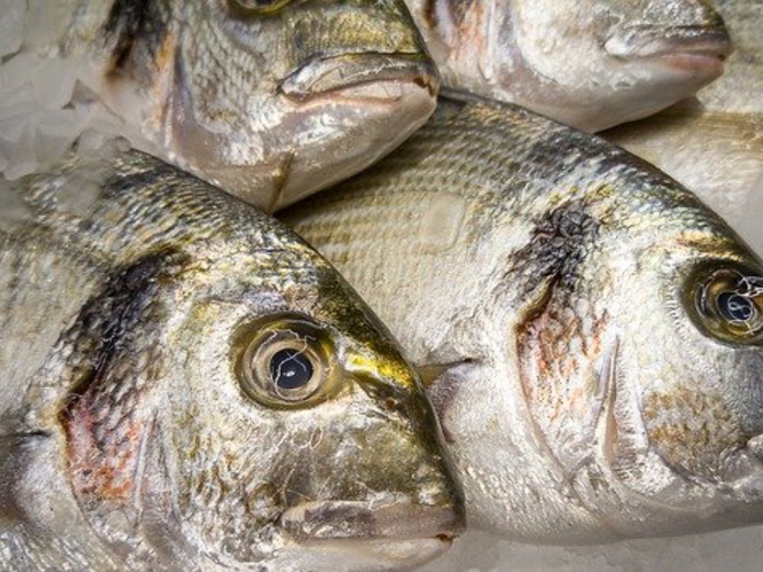 В Калининградском заливе задержали браконьеров с уловом более 400 кг рыбы