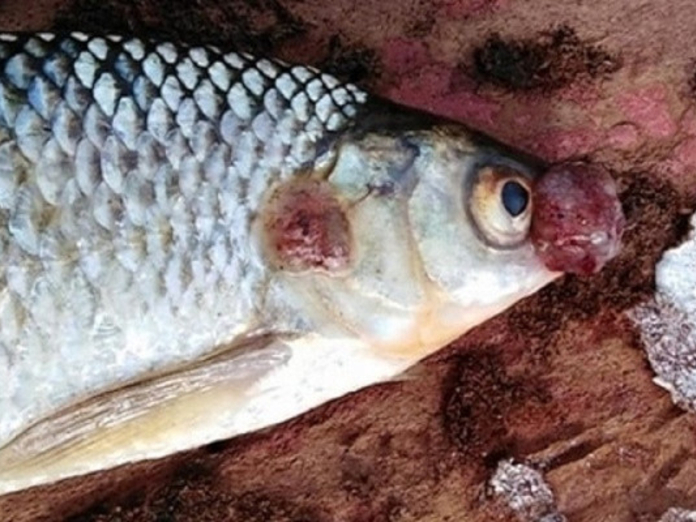 В водоеме на территории Якутии обнаружили рыбу с деформациями и язвами