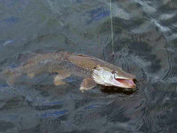 Ловим рыбу в мутной воде