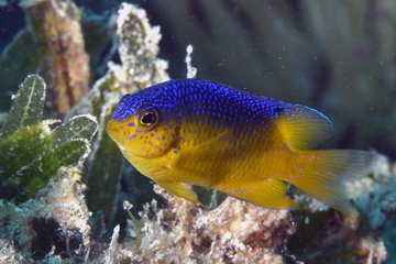 Ученые: рыбы так любят своих детей, что готовы их съесть