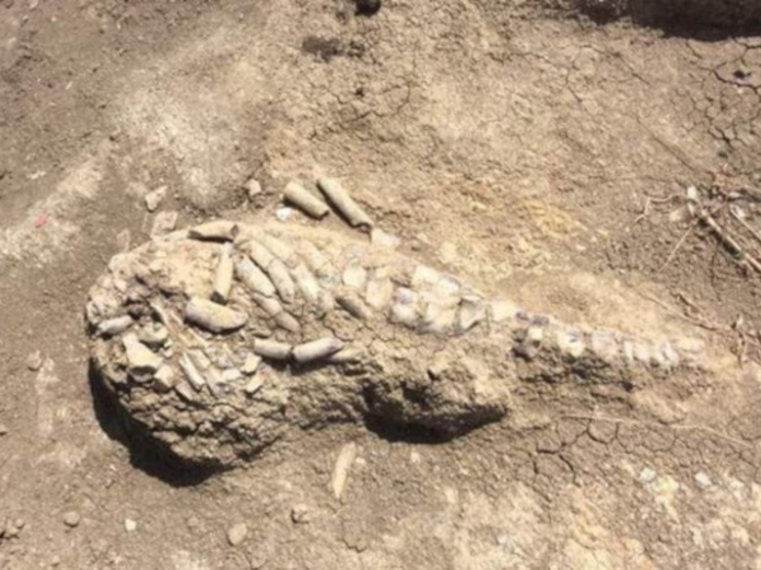 Археологи обнаружены останки неизвестного древнего морского животного