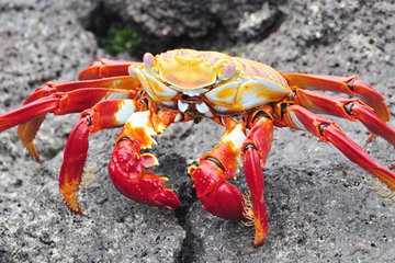 Госчиновники могут уничтожить рыбную отрасль