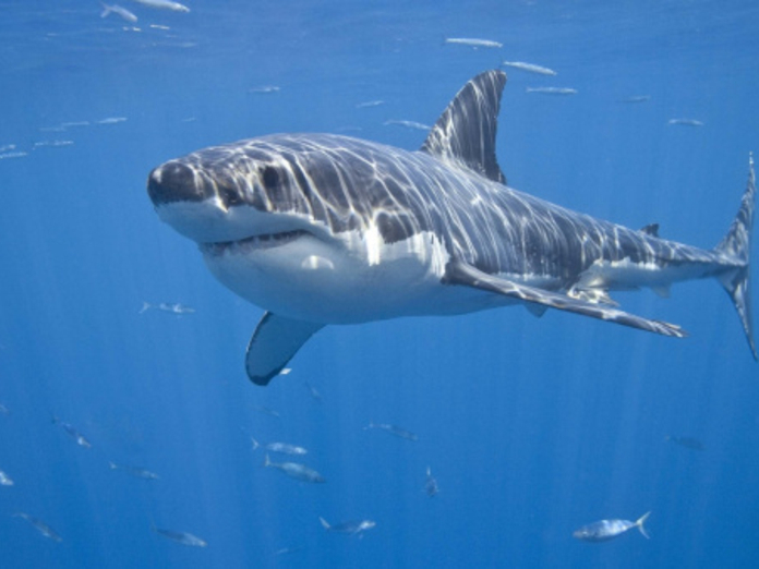 В Охотском море рыбакам все чаще стали попадаться акулы