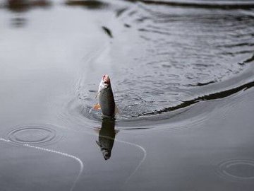 Если не взял снасти на реку