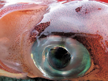 Биологи нашли сходство между ногами человека и глазами кальмаров