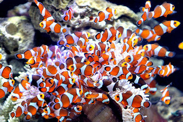 Ученые: рыбные запасы на пределе