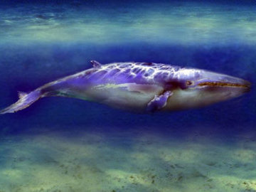 В Крыму обнаружили скелет кита возрастом около 10 млн лет