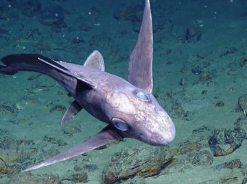 В Карибском море биологи обнаружили акулу-призрака