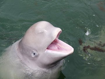 Белуха из Крымского дельфинария научилась общаться с дельфинами