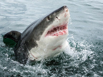 Подводный беспилотник нашел «невероятный» питомник акул у берегов Ирландии