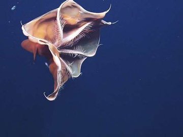 Фиолетовый тремоктопус - осьминог-одеяло