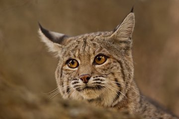 На рыбака напала рысь