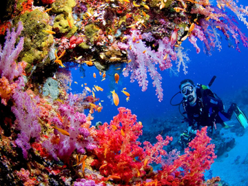 В США впервые в мире вырастили в лаборатории редкий вид кораллов