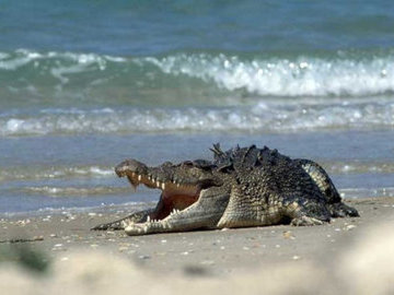 В Австралии стали применять дроны для отслеживания крокодилов у пляжей