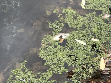 Загадочная гибель рыбы на Любовском водохранилище