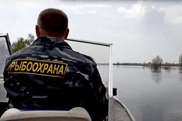 Тысяча рыб в Нижегородье спасена из сетей