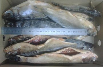 Три тонны рыбы и икры изъяты из продажи в Ростове