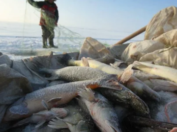 У псковских браконьеров за прошедшую неделю было изъято 38 кг рыбы