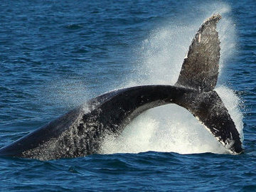 Биологи обнаружили у побережья Хоккайдо новый вид китов