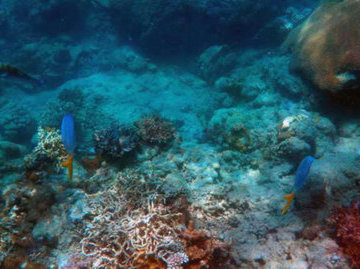 На дне Кораллового моря обнаружили подводные вулканы