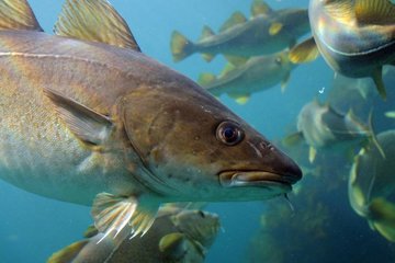 «Доступная рыба» в Мурманске еще недоступна